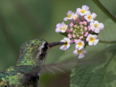 Hummingbird - Kolibrie