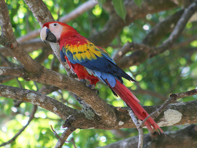 Scarlet Macaw - Ara macao - Geelvleugelara