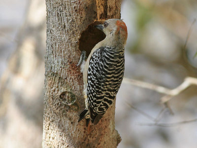 Woodpeckers