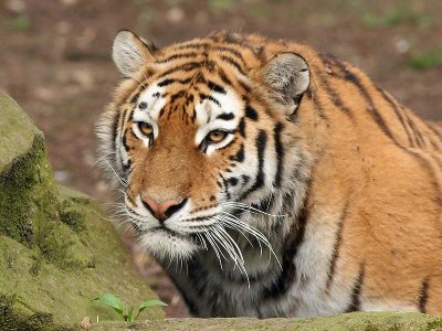 tiger - tijger