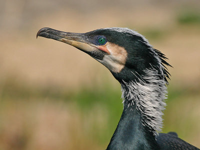 Aalscholver - Cormorant - Phalacrocorax carbo