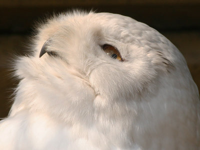 Snowy Owl - Sneeuwuil - Bubo scandiacus