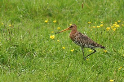 Grutto - Black tailed Godwit - Limosa limosa