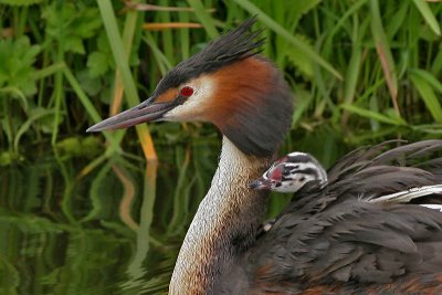 Fuut - Great Crested Grebe - Podiceps cristatus