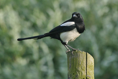 Magpie - Ekster - Pica pica