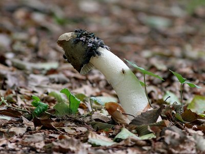 Grote Stinkzwam - Common Stinkhorn - Phallus impudicus