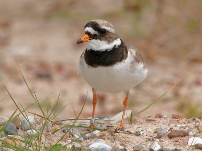 Great ringed Plover - Bontbekplevier - Charadrius hiaticula