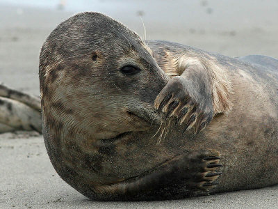 Gewone Zeehond - Common Seal - Phoca nitulina