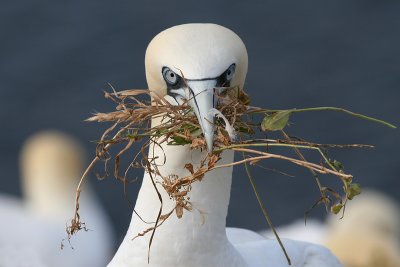 Gannet - Jan van Gent - Morus bassanus