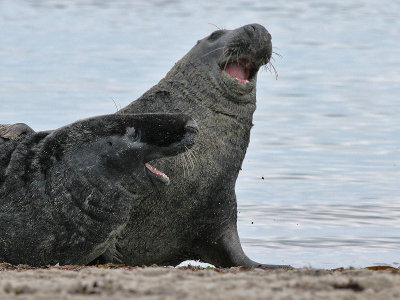 Grijze Zeehond - Grey Seal - Halichoerus grypus