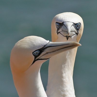 Gannet - Jan van Gent - Morus bassanus