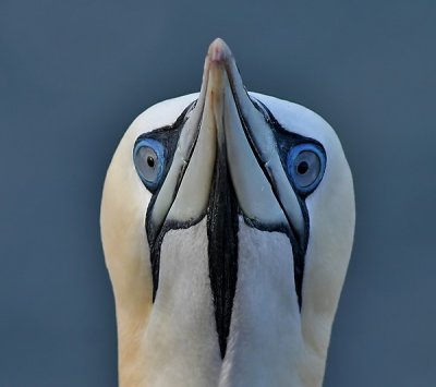 Gannet - Jan van Gent - Morus bassanus