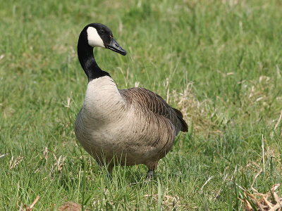 Canada goose - Canadese Gans - Branta canadensis