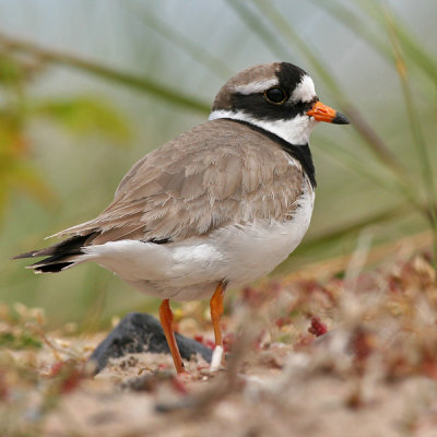 Bontbekplevier - Great ringed Plover - Charadrius hiaticula