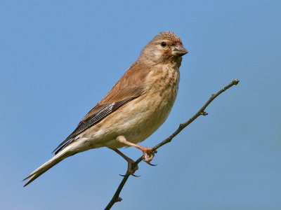 Kneu - Linnet -  Carduelis cannabina (female)