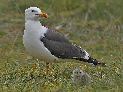 Kleine Mantelmeeuw - Lesse Black-backed Gull - Larus fuscus