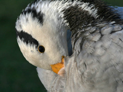 Indische Gans -  Barheaded Goose - Anser indicus