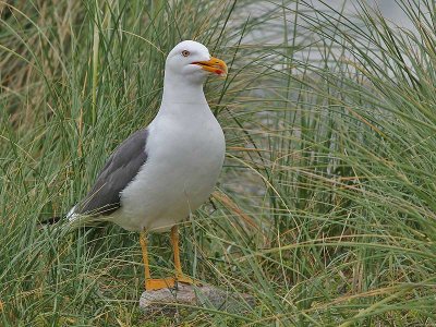 Kleine Mantelmeeuw - Lesse Black-backed Gull - Larus fuscus