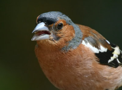 Chaffinch - Vink - Fringilla coelebs