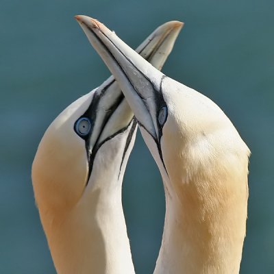 Gannet - Jan van Gent - Morus bassanus