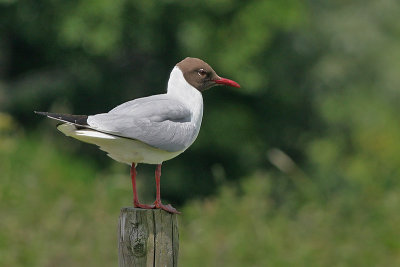 Kokmeeuw - Black-headed Gull - Larus ridibundus
