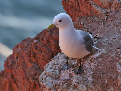 Drieteenmeeuw - Kittiwake - Rissa tridactyla