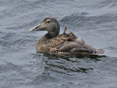 Eider - Common Eider - Somateria mollissima