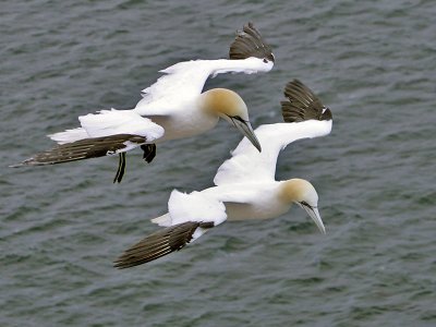 Gannet - Jan van Gent - Morus bassanus