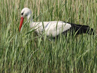 Ooievaar  - White Stork - Ciconia ciconia