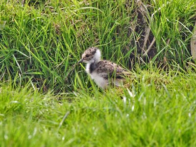Kievit  - Lapwing - Vanellus vanellus