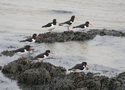 Scholekster - Oystercatcher - Haematopus ostralegus