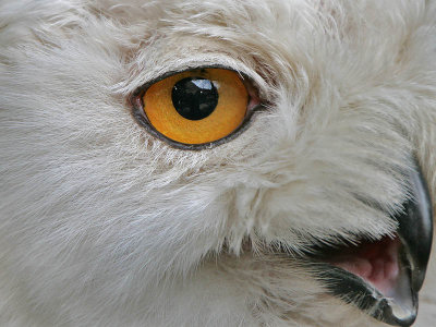 Sneeuwuil - Snowy Owl - Nyctea scandiaca
