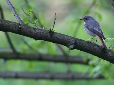 Zwarte Roodstaart - Black Redstart - Phoenicurus ochruros