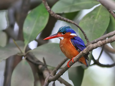 Malachite Kingfisher - Malachietijsvogel - Alcedo christata