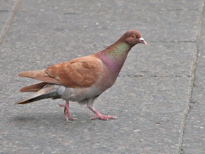 Stadsduif - Domestic Pigeon  - Columba livia domestica