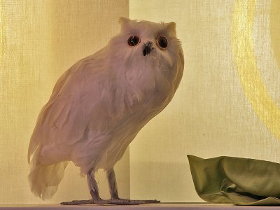 Vreemde Uil - Rare Owl
