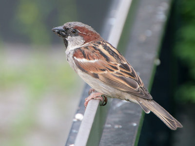 Huismus - House Sparrow - Passer domesticus