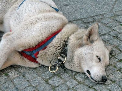 Tired Berliner Dog