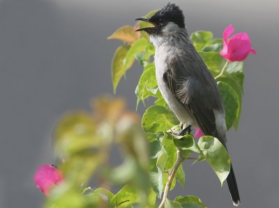 Sooty-headed Bulbul - Roetkopbuulbuul - Pycnonotus aurigaster