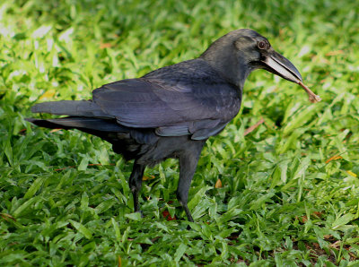 Large-billed Crow - Dikbekkraai - Corvus macrorhynchos