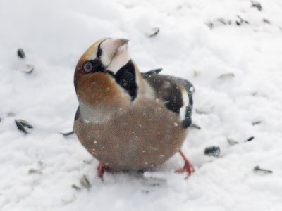 Hawfinch - Appelvink - Coccothraustes coccothraustes
