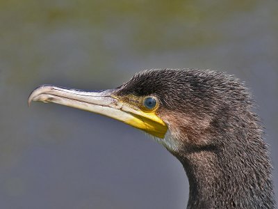 Cormorant - Aalscholver - Phalacrocorax carbo