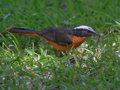 White-crowned Robin-chat - Schubkap-lawaaimaker - Cossypha albicapillus