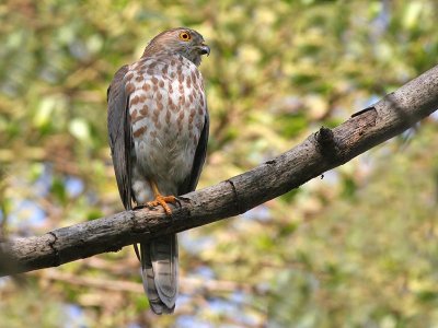 Shikra - Shikra - Accipiter badius