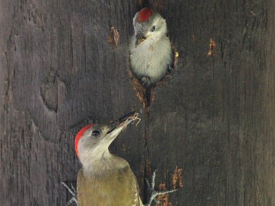 Grey Woodpecker - Grijze Specht - Dendropicos goertae