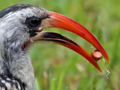 Red-billed Hornbill - Roodsnaveltok - Tockus erythrorhynchus-