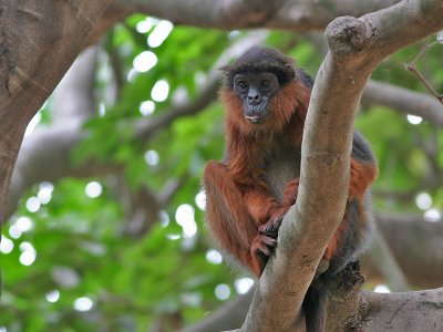 Red Colobus - Westafrikaanse Rode Colobus -  Piliocolobus badius