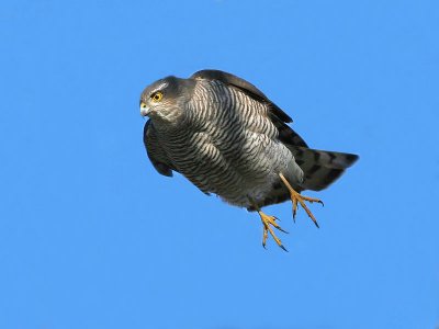 Sparrow Hawk - Sperwer - Accipiter nisus