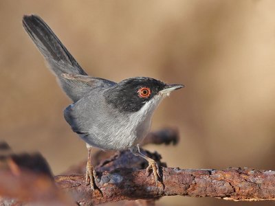 Sardinian Warbler - Kleine Zwartkop - Sylvia melanocephala