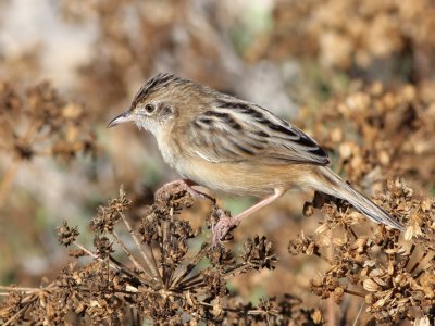 Zitting Cisticola - Graszanger - Cisticola juncidis